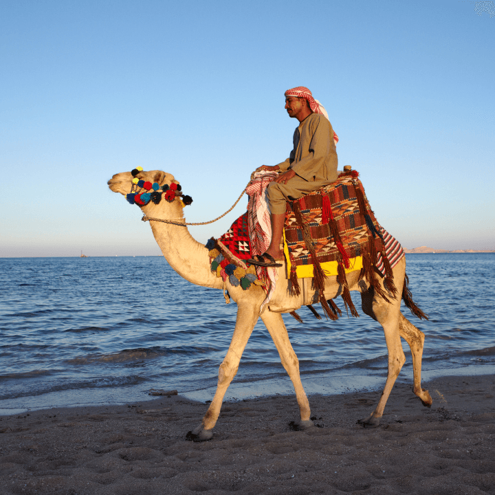 Camel Rides